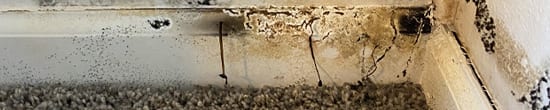 HRS - Mold found on baseboard