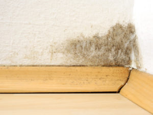 mold removal important to get it all damage restoration services